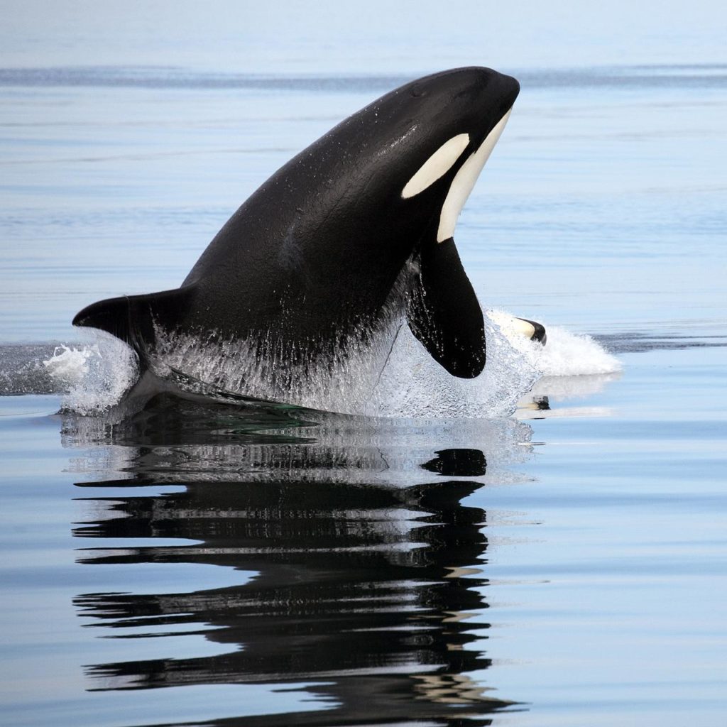 MP Calls For Emergency Action on B.C.’s Endangered Whales – The Langara